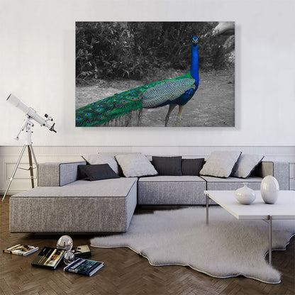 Colorful Peacock In Forest
