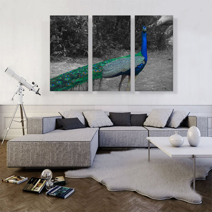 Colorful Peacock In Forest