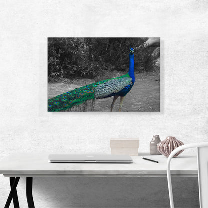 Colorful Peacock In Forest