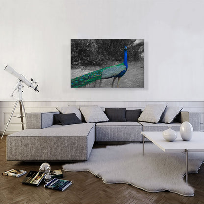 Colorful Peacock In Forest