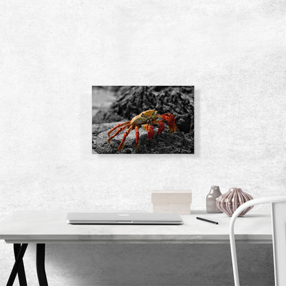 Crab On The Beach Stone