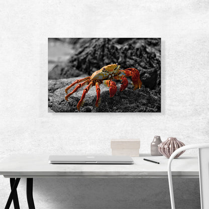 Crab On The Beach Stone