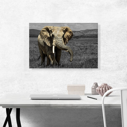 Elephant In African Savannah Grass Field