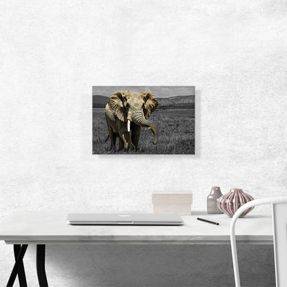Elephant In African Savannah Grass Field