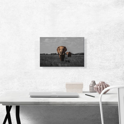 Elephant In African Savannah
