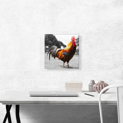 Farm Rooster In Yard