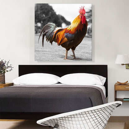 Farm Rooster In Yard