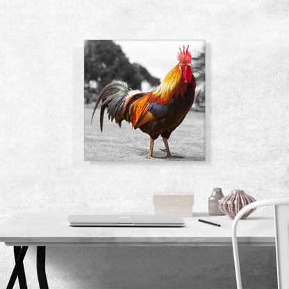 Farm Rooster In Yard