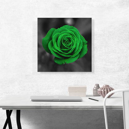 Green Rose Flower In Garden
