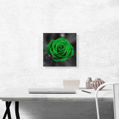 Green Rose Flower In Garden