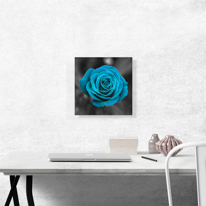 Baby Blue Rose Flower In Garden