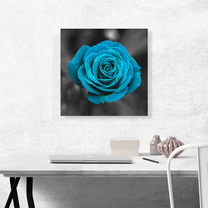 Baby Blue Rose Flower In Garden