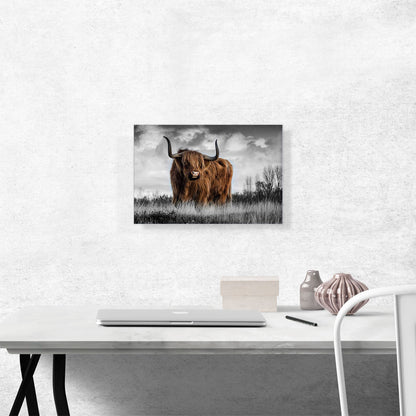 Highland Calf Bull In The Mountain