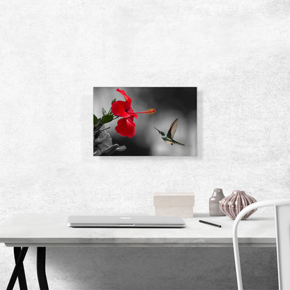 Hummingbird Flying Red Flower