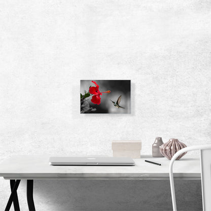 Hummingbird Flying Red Flower