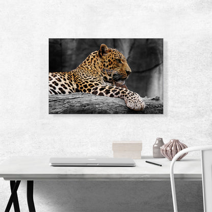 Leopard On Log