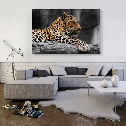 Leopard On Log