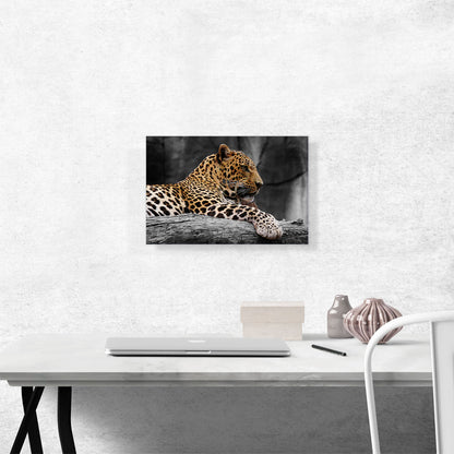 Leopard On Log