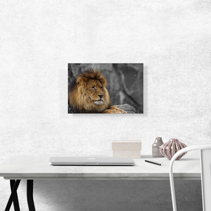 Lion Resting Under The Tree