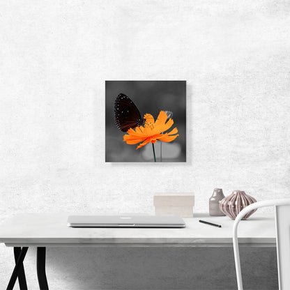 Monarch Butterfly On Orange Flower