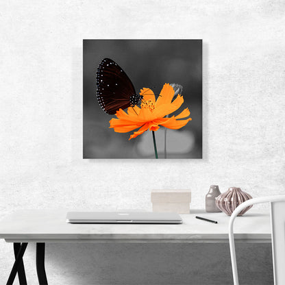 Monarch Butterfly On Orange Flower