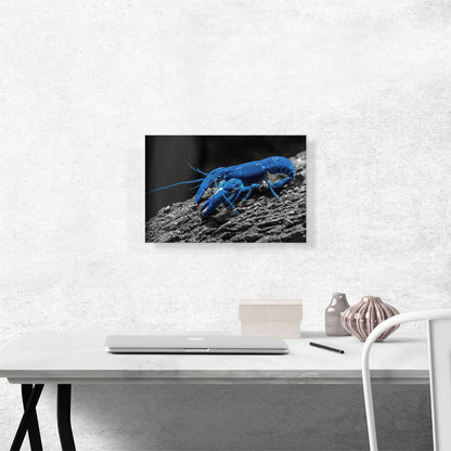 Navy Blue Lobster In The Ocean