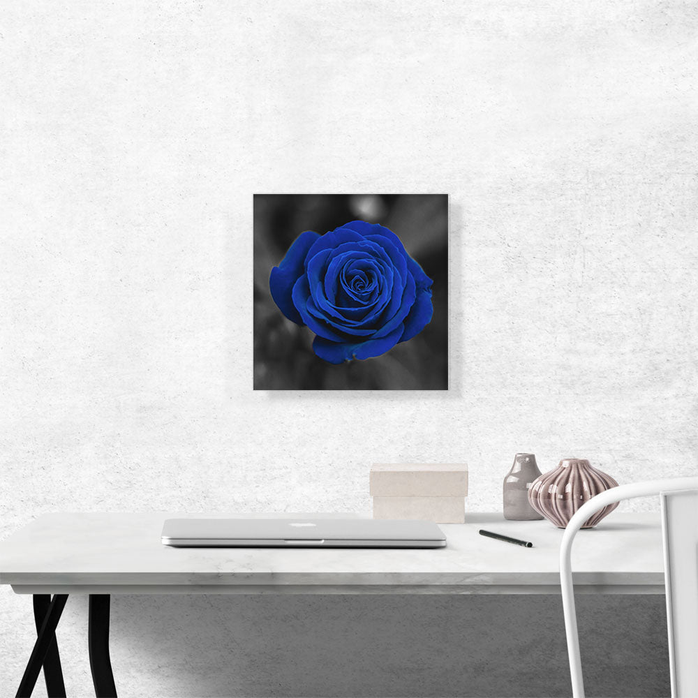 Navy Blue Rose Flower In Garden