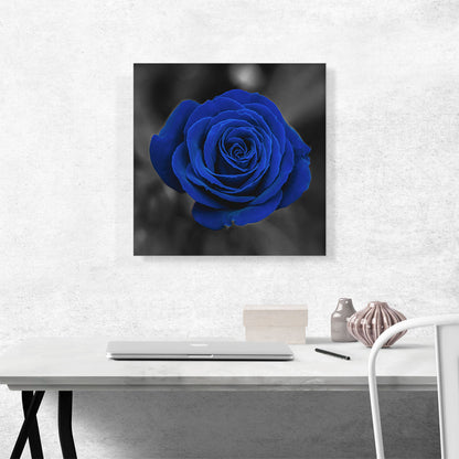 Navy Blue Rose Flower In Garden