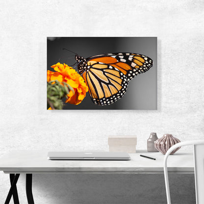 Orange Butterfly On Orange Flower