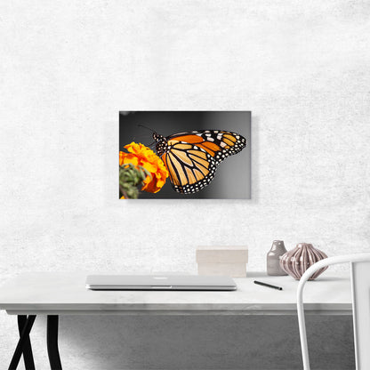 Orange Butterfly On Orange Flower
