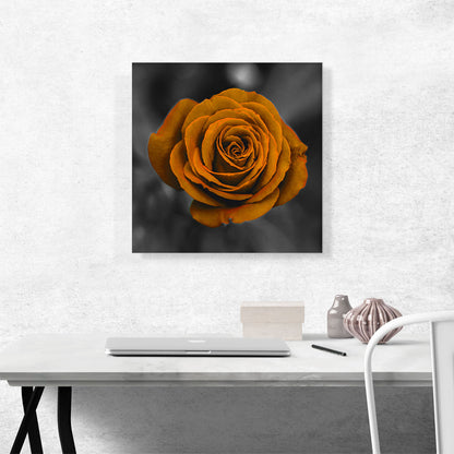 Orange Rose Flower In Garden