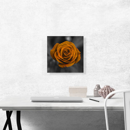 Orange Rose Flower In Garden