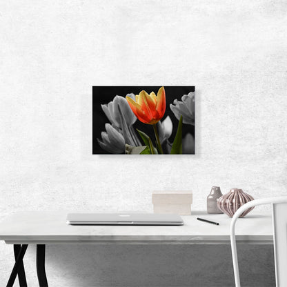 Orange Tulip In Garden Green Leaves