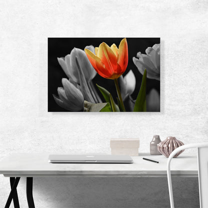 Orange Tulip In Garden Green Leaves