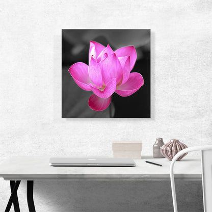 Pink Lotus Flower In Lake
