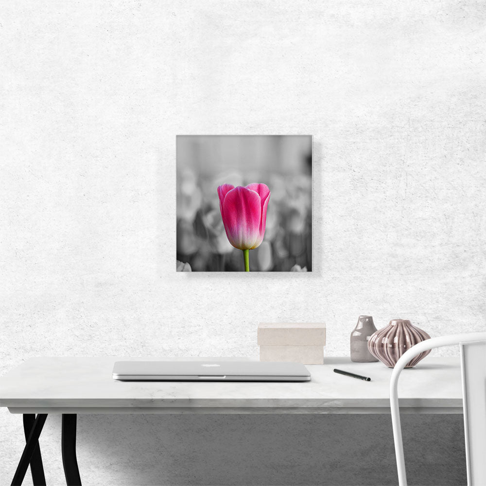 Pink Tulip In Garden