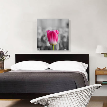 Pink Tulip In Garden
