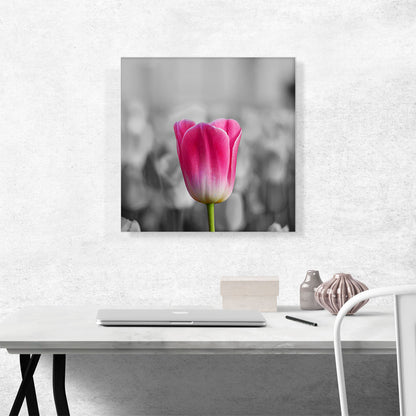 Pink Tulip In Garden