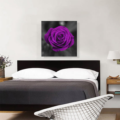 Purple Rose Flower In Garden