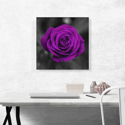 Purple Rose Flower In Garden