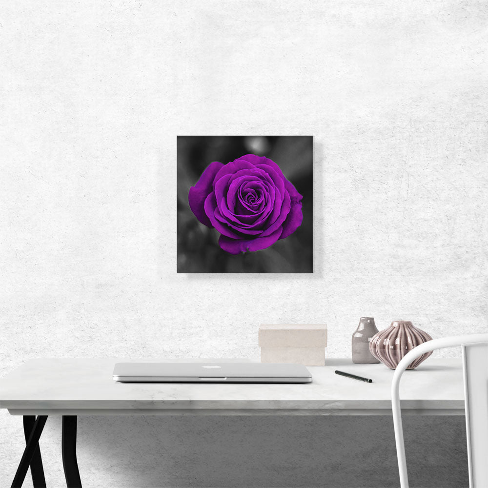 Purple Rose Flower In Garden