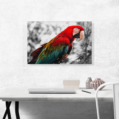 Red And Green Ara Parrot