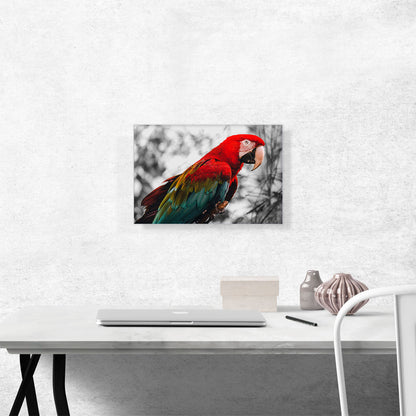 Red And Green Ara Parrot
