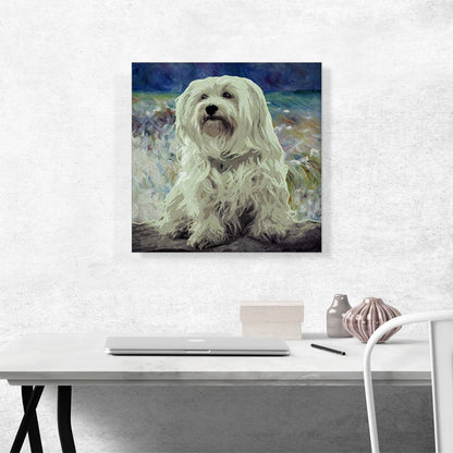 Havanese Dog Breed