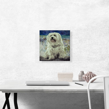 Havanese Dog Breed