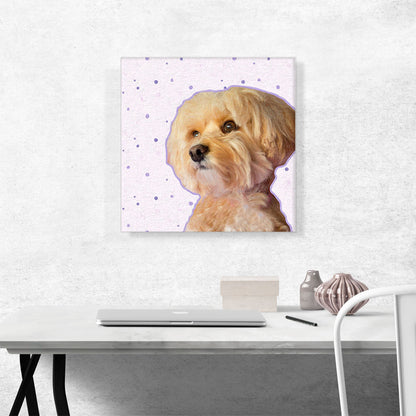 Maltese Dog Breed
