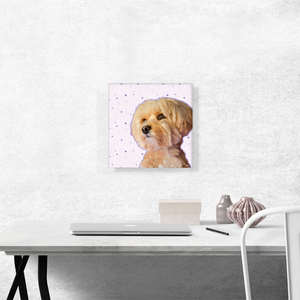 Maltese Dog Breed