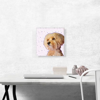 Maltese Dog Breed
