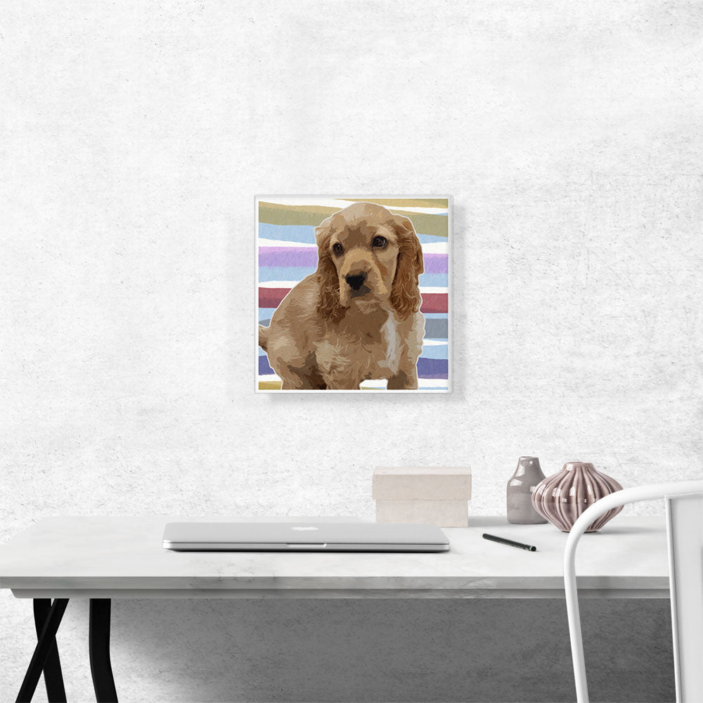 American Cocker Spaniel Dog Breed