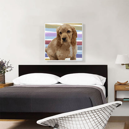 American Cocker Spaniel Dog Breed